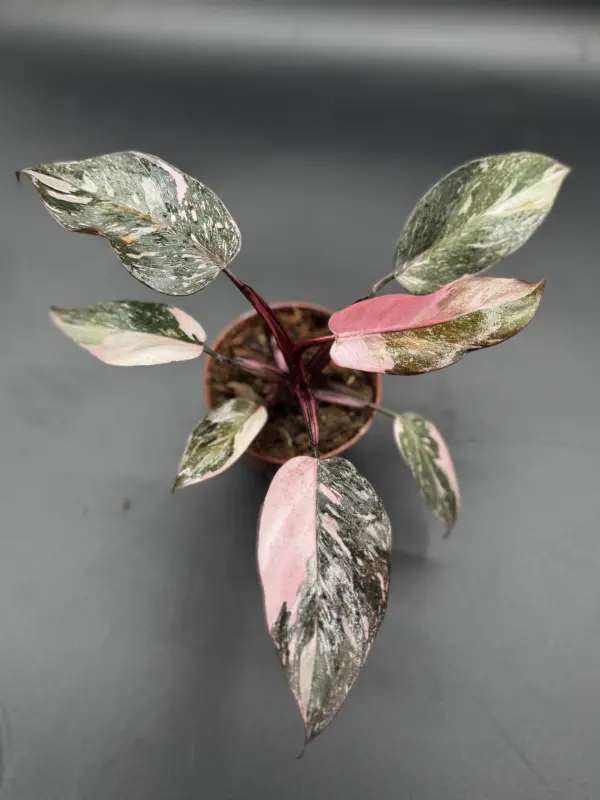 Philodendron Pink Naomi