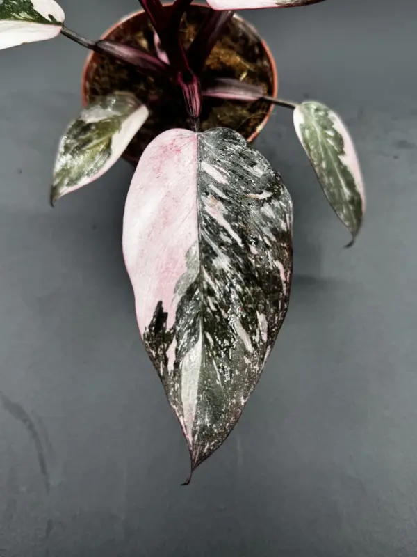 Philodendron Pink Naomi