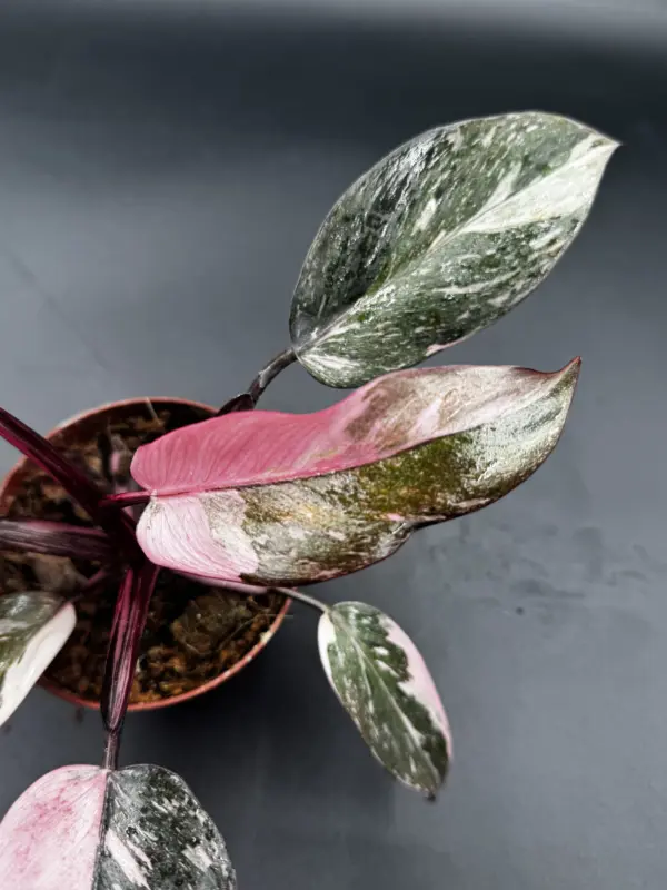Philodendron Pink Naomi