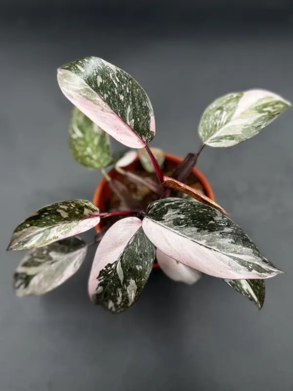 Philodendron Pink Naomi
