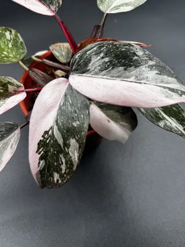 Philodendron Pink Naomi
