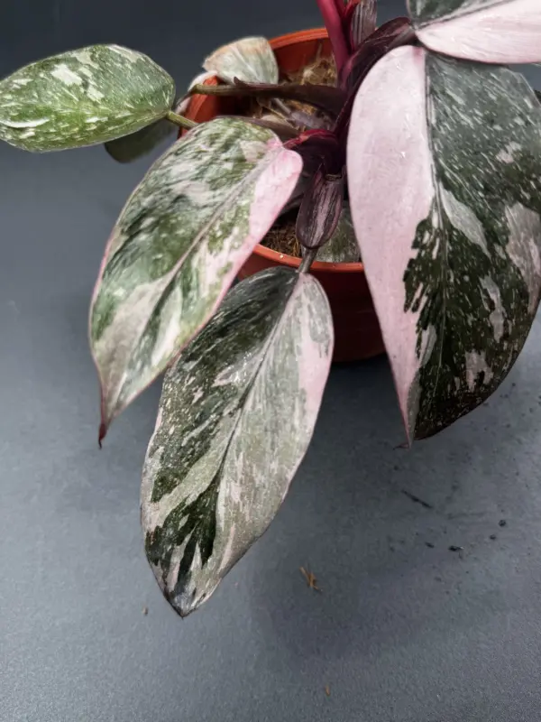 Philodendron Pink Naomi