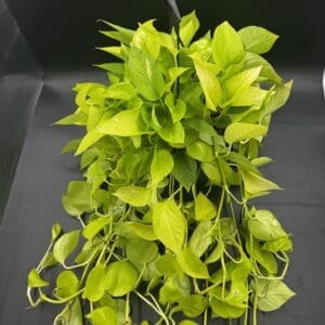 Pothos Neon tropical houseplant in a eight inch pot hanging basket