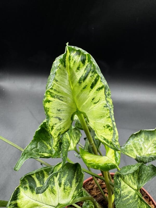 Syngonium Godzilla tropical houseplant in a six inch pot close up of a leaf