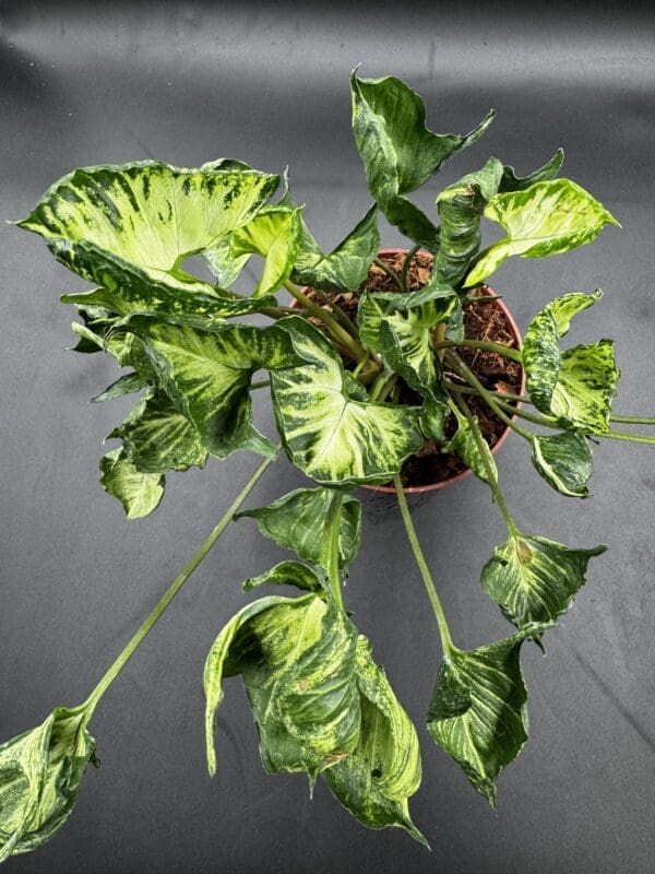 Syngonium Godzilla tropical houseplant in a six inch pot front view