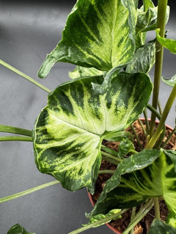 Syngonium Godzilla tropical houseplant in a six inch pot leaf close up