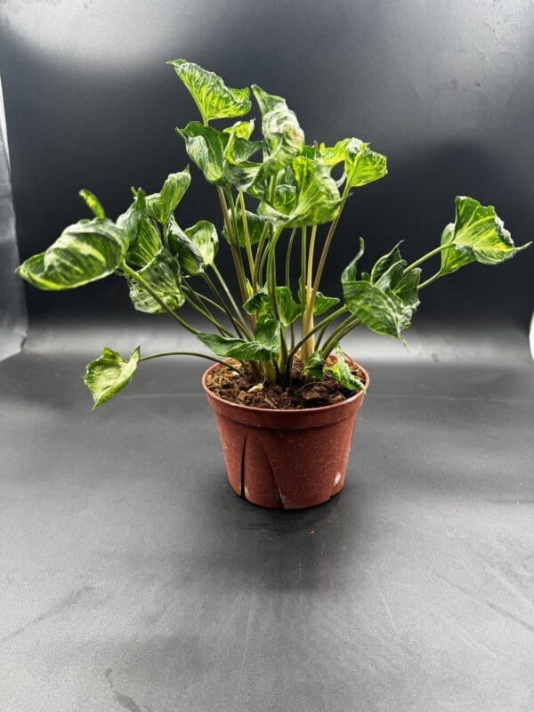 Syngonium Godzilla tropical houseplant in a six inch pot side view
