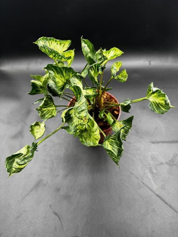Syngonium Godzilla tropical houseplant in a six inch pot top view close up