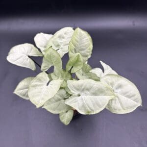 Syngonium White Butterfly tropical houseplant in a four inch pot view from the top looking down
