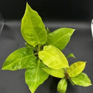 Two Philodendron Moonlight one in a 4 inch pot and one in a 6 inch pot