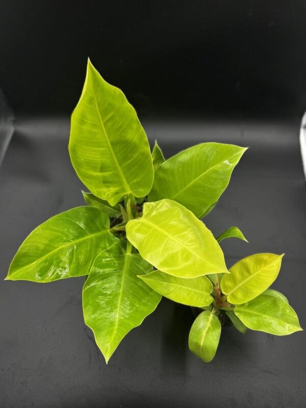 Two Philodendron Moonlight one in a 4 inch pot and one in a 6 inch pot