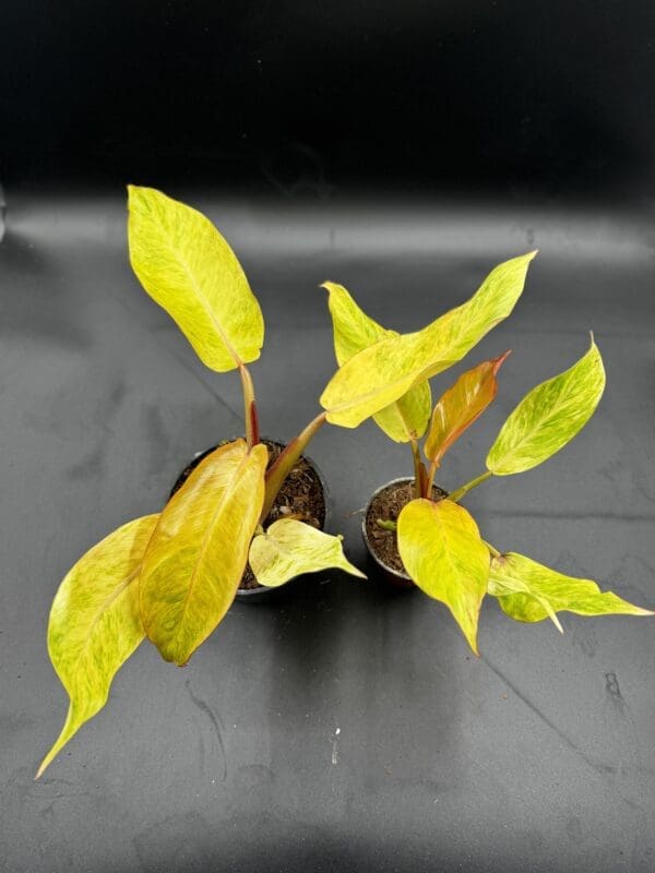 Two Philodendron Orange Marmalade tropical houseplants one in six inch and one in four inch