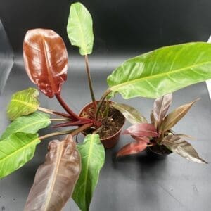 Two Philodendron Sun Red one in six inch pot and one in four inch pot