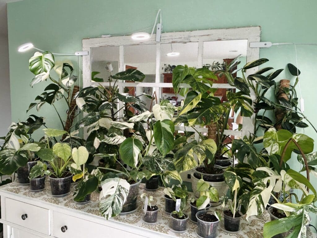 Image #1 from VioMai