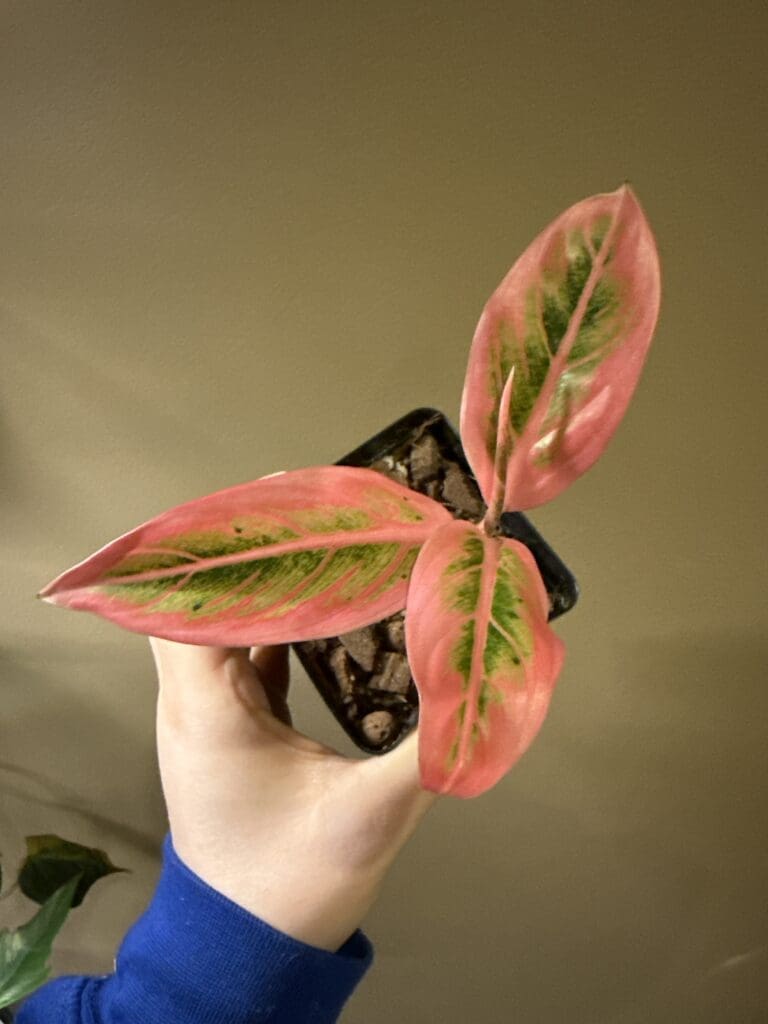 Image #2 from jordan.elliott