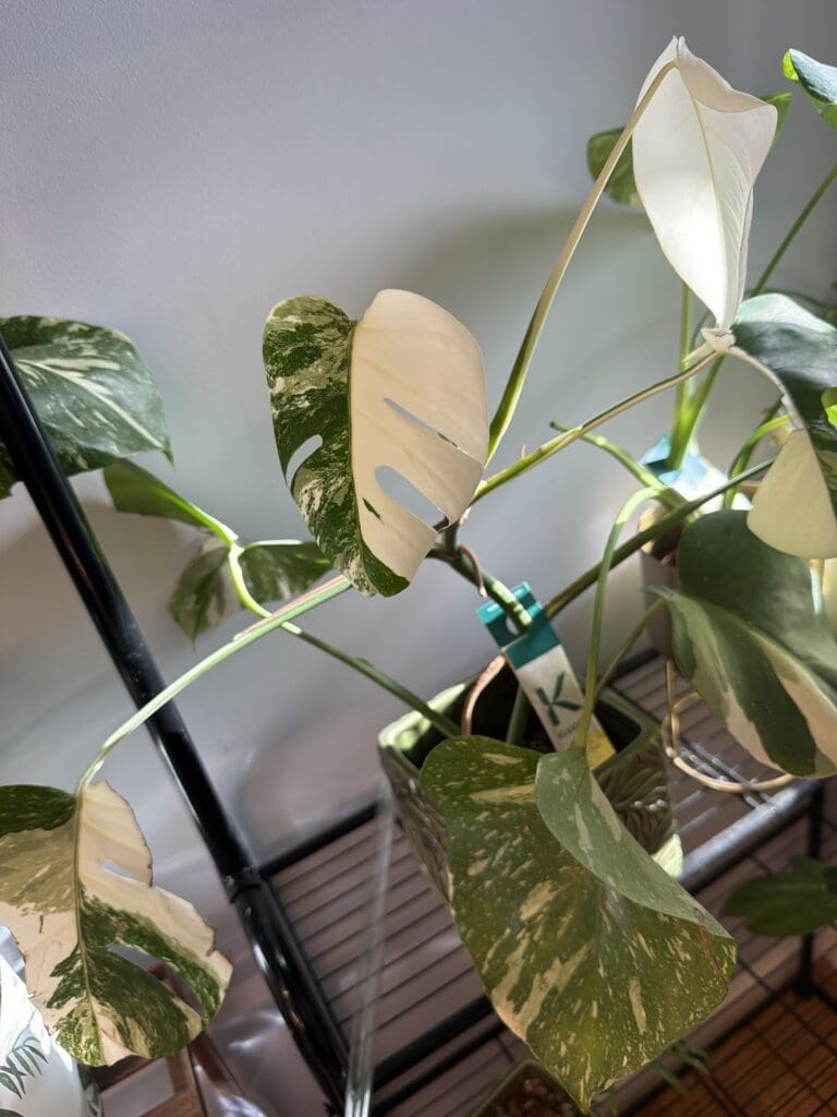 Image #3 from lil.b.white