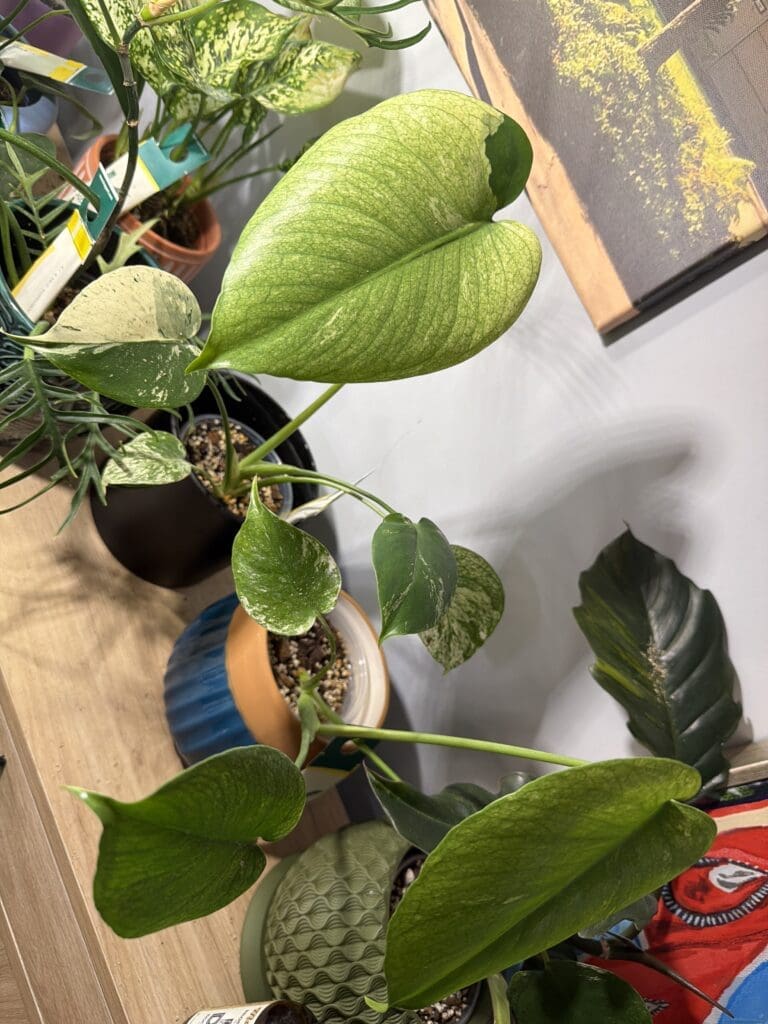 Image #2 from lil.b.white