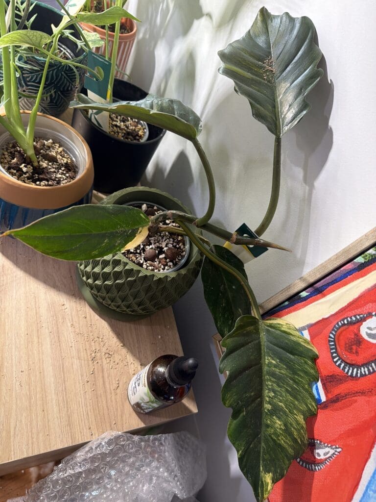 Image #1 from lil.b.white