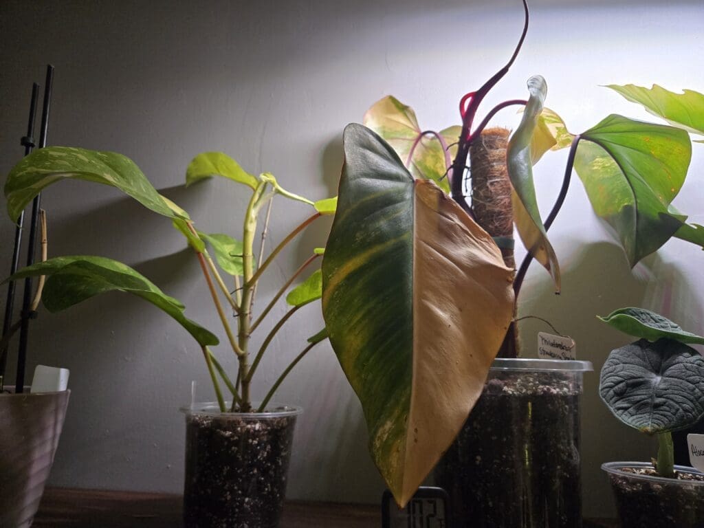 Image #1 from Shortilee