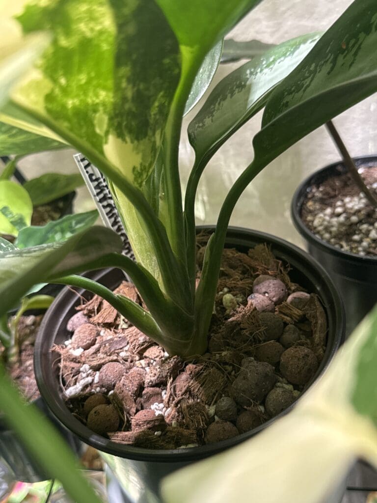 Image #3 from katielbc562-3544