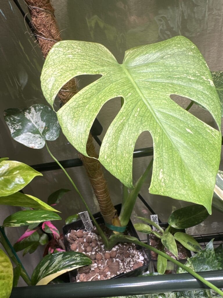 Image #2 from katielbc562-3544