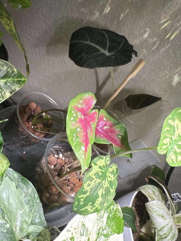 Image #5 from katielbc562-3544