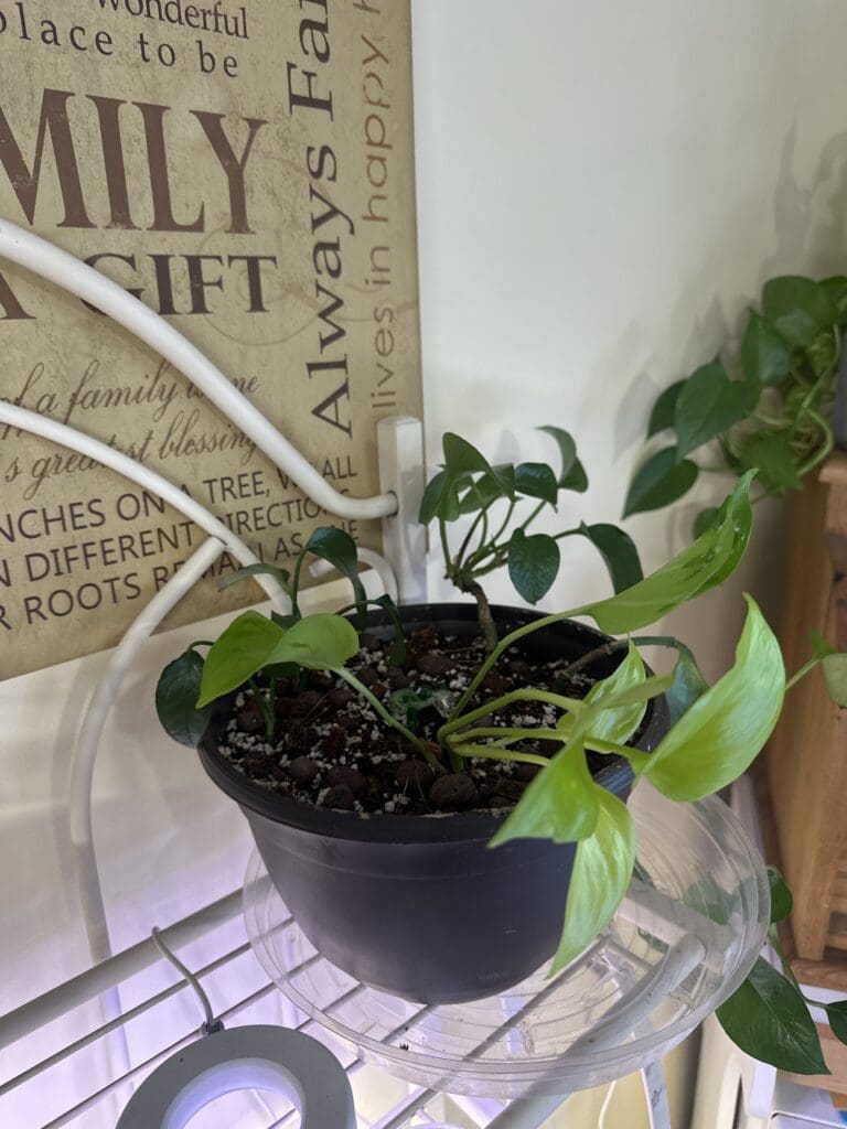 Image #4 from linda111812