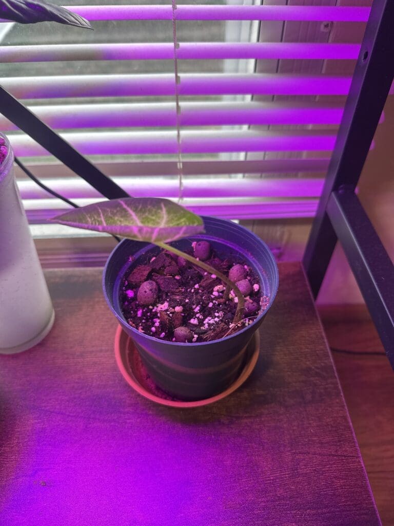 Image #5 from linda111812