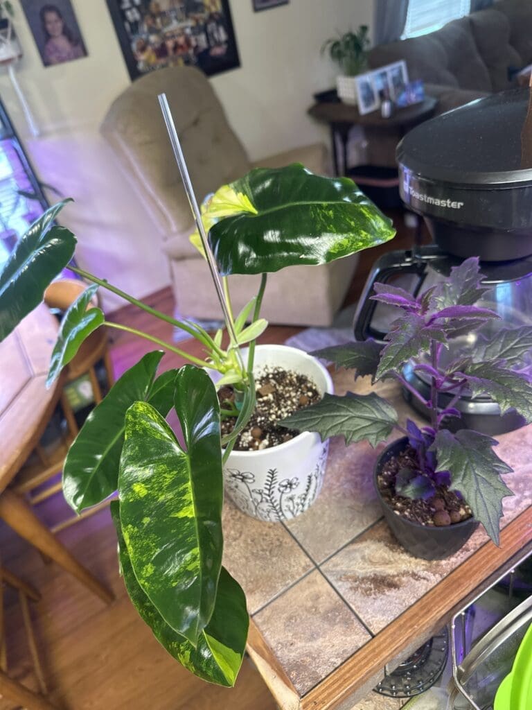 Image #1 from linda111812