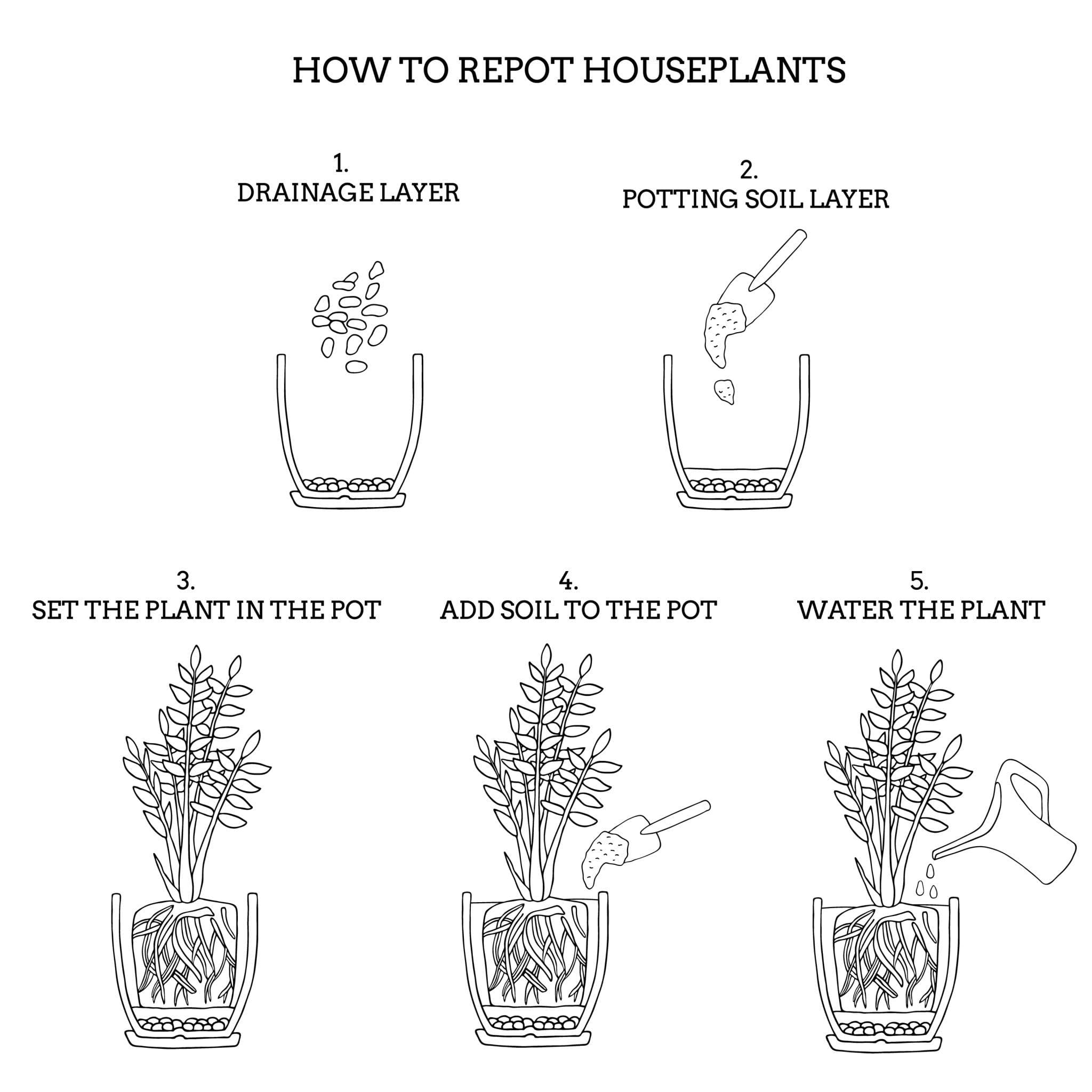 Step-by-step diagram showing how to repot Monstera and Philodendron using chunky aroid mix including root inspection, proper pot sizing, backfilling, and watering to runoff.